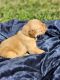 Golden Retriever Puppies for sale in Ozark, MO, USA. price: $1,000