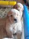 Golden Retriever Puppies for sale in Rancho Cucamonga, CA, USA. price: NA