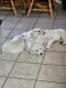 Golden Retriever Puppies for sale in Doylestown, OH 44230, USA. price: $1,500