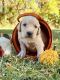 Golden Retriever Puppies for sale in Kansas City, MO, USA. price: $1,200