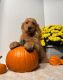 Golden Retriever Puppies for sale in 130 Old Franklin School Rd, Pittstown, NJ 08867, USA. price: $3,000
