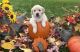 Golden Retriever Puppies for sale in Milton, WI 53563, USA. price: $1,800