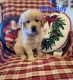 Golden Retriever Puppies for sale in Lexington, SC, USA. price: $120,000