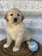 Golden Retriever Puppies for sale in Pueblo West, CO, USA. price: NA