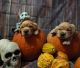 Golden Retriever Puppies for sale in Gainesville, FL, USA. price: $3,500