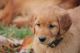 Golden Retriever Puppies for sale in Loyal, WI 54446, USA. price: $800