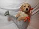 Golden Retriever Puppies for sale in Arlington, TX, USA. price: $1,200