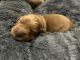 Golden Retriever Puppies for sale in Willis, TX, USA. price: $1,500