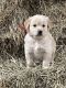 Golden Retriever Puppies for sale in Ava, MO 65608, USA. price: NA