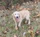 Golden Retriever Puppies for sale in 10466 S 3000 Rd, Harwood, MO 64750, USA. price: $300