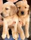 Golden Retriever Puppies for sale in Kansas City, MO, USA. price: $1,200