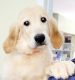 Golden Retriever Puppies for sale in Jacksonville, FL, USA. price: $800