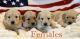 Golden Retriever Puppies for sale in Hesperia, CA, USA. price: $3,000
