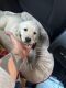 Golden Retriever Puppies for sale in Lansing, IL 60438, USA. price: $500