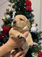 Golden Retriever Puppies for sale in Jacksonville, FL, USA. price: $2,000