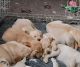 Golden Retriever Puppies for sale in Pelion, SC 29123, USA. price: $500