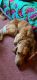 Golden Retriever Puppies for sale in Charleston, SC, USA. price: $1,500