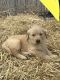 Golden Retriever Puppies for sale in Asheboro, NC, USA. price: $1,400