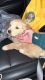 Golden Retriever Puppies for sale in Fort Madison, IA, USA. price: $350