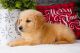 Golden Retriever Puppies for sale in Raleigh, North Carolina. price: $400