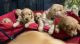 Golden Retriever Puppies for sale in San Antonio, Texas. price: $800