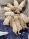 Golden Retriever Puppies for sale in Statesville, North Carolina. price: $1,000