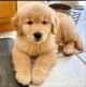 Golden Retriever Puppies for sale in Cleveland, Ohio. price: $500