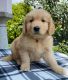 Golden Retriever Puppies for sale in Lewisville, Texas. price: $800