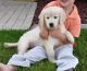 Golden Retriever Puppies for sale in Detroit, Michigan. price: $400