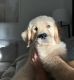 Golden Retriever Puppies for sale in Woodstock, IL 60098, USA. price: $750