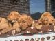 Golden Retriever Puppies for sale in Wylie, Texas. price: $1,100