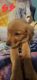 Golden Retriever Puppies for sale in Erial, New Jersey. price: $750