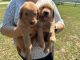 Golden Retriever Puppies for sale in San Antonio, Texas. price: $547