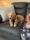 Golden Retriever Puppies for sale in North Olmsted, Ohio. price: $1,000