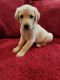 Golden Retriever Puppies for sale in Parker, CO, USA. price: $600