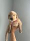 Golden Retriever Puppies for sale in Orlando, Florida. price: $1,500