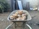 Golden Retriever Puppies for sale in Fontana, CA, USA. price: $600