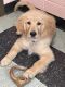 Golden Retriever Puppies for sale in Cleveland, OH, USA. price: $650