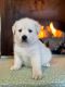 Golden Retriever Puppies for sale in Statesville, North Carolina. price: $100