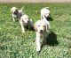 Golden Retriever Puppies for sale in Miami, Florida. price: NA