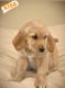 Golden Retriever Puppies for sale in San Bernardino, California. price: $900
