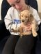 Golden Retriever Puppies for sale in Charlotte, North Carolina. price: $1,400