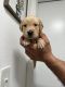 Golden Retriever Puppies for sale in New Port Richey, Florida. price: $1,250