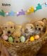 Golden Retriever Puppies for sale in Amarillo, Texas. price: NA