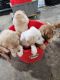 Golden Retriever Puppies for sale in Monticello, Iowa. price: $500