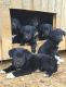 Golden Retriever Puppies for sale in Delta, Colorado. price: $350