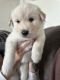 Golden Retriever Puppies for sale in Oxnard, California. price: $350