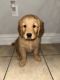 Golden Retriever Puppies for sale in Riverview, Florida. price: $1,500