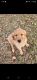 Golden Retriever Puppies for sale in Turtle Lake, Wisconsin. price: $1,000