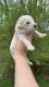 Golden Retriever Puppies for sale in Bailey, North Carolina. price: $1,500